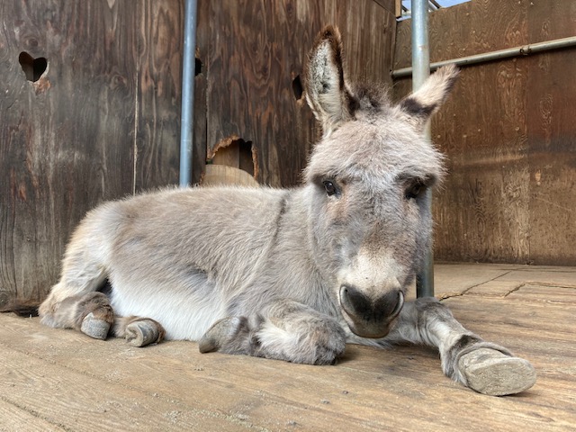 須坂動物園のロバ