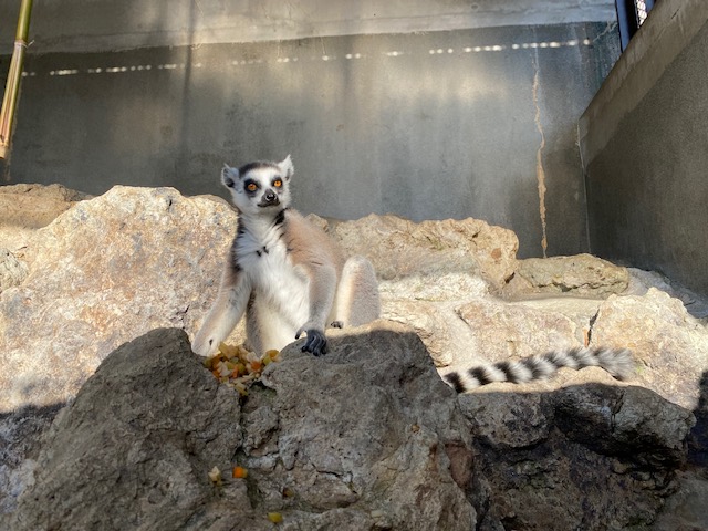 須坂動物園のワオキツネザル