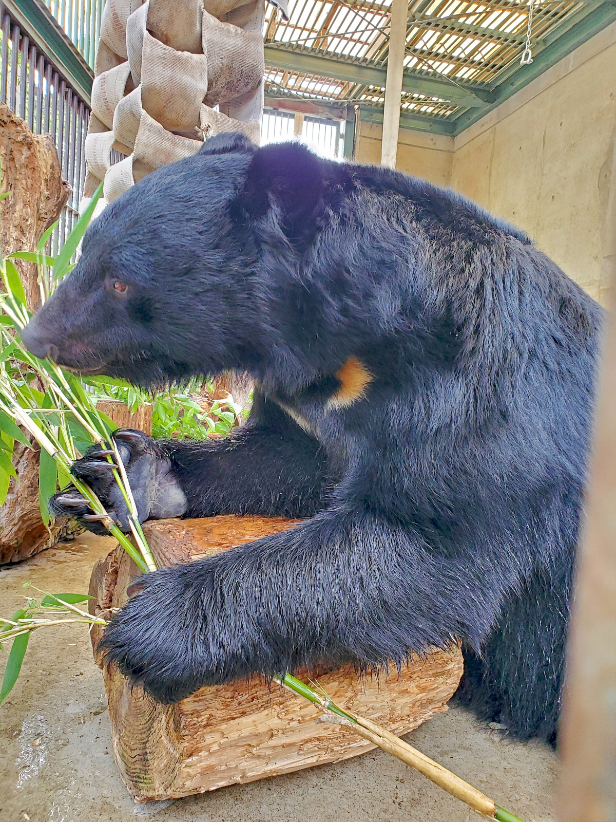 須坂動物園のニホンツキノワグマ