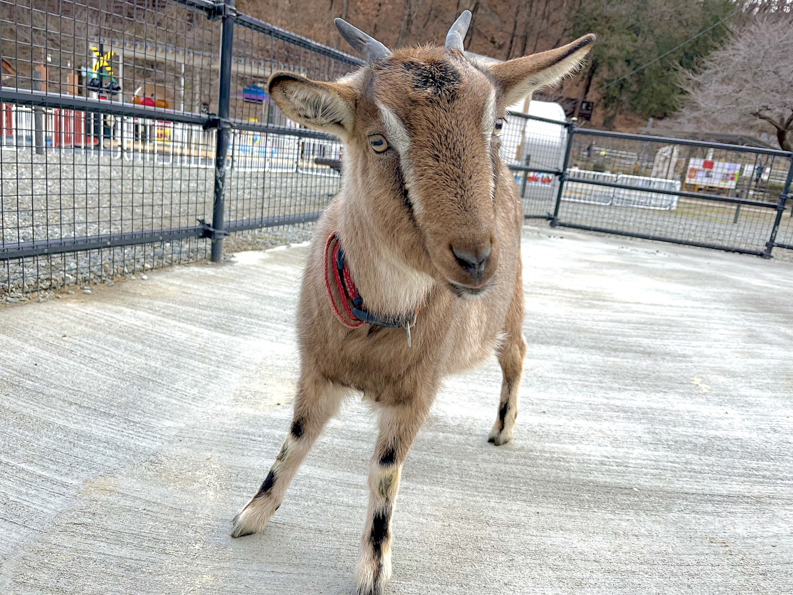 須坂動物園のトカラヤギ（吐噶喇山羊）