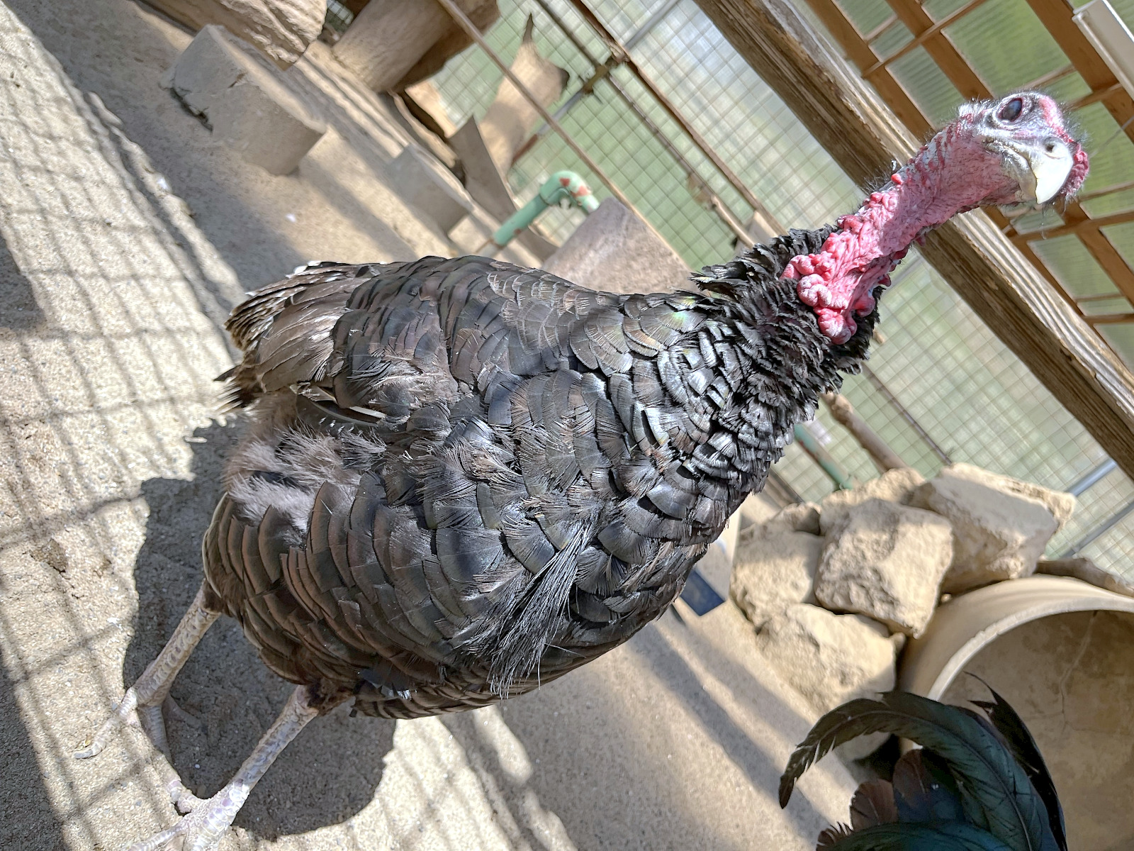 須坂動物園のシチメンチョウ