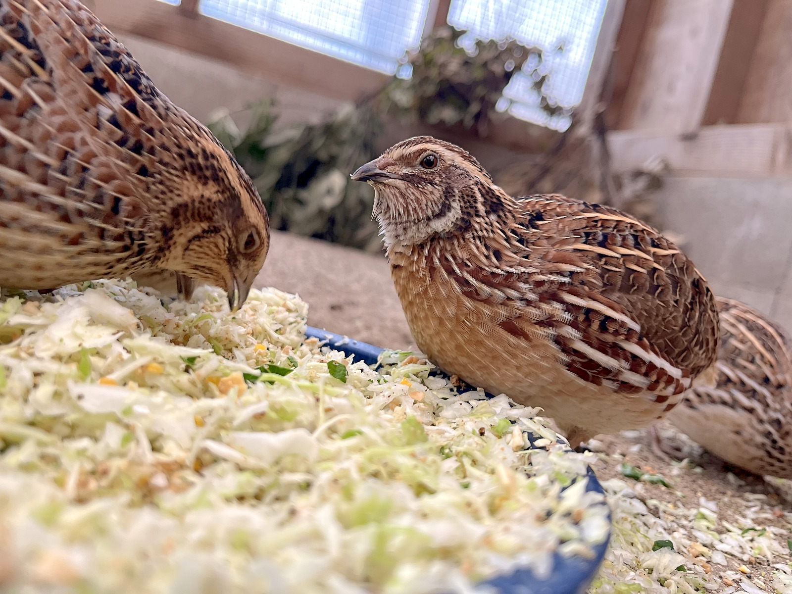 須坂動物園のウズラ