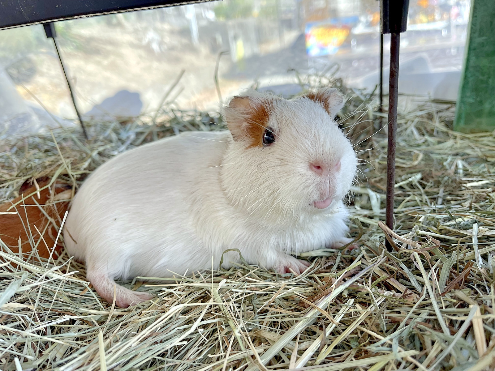 須坂動物園のモルモット