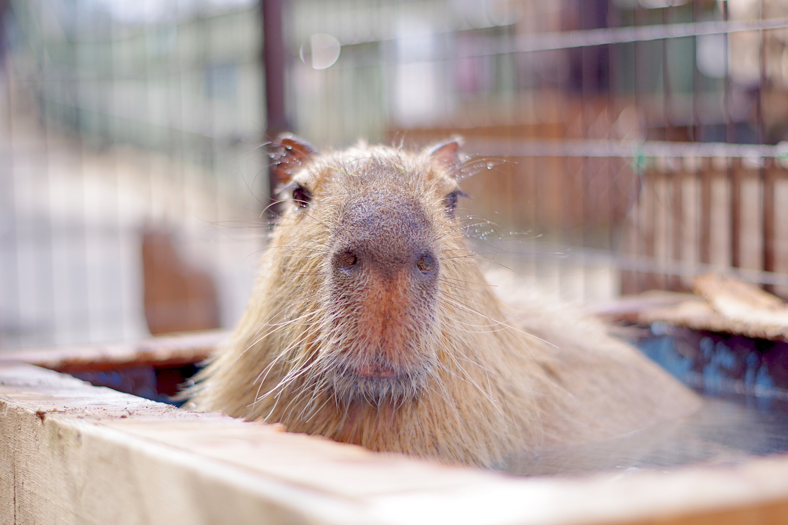 須坂市動物園のカピバラ