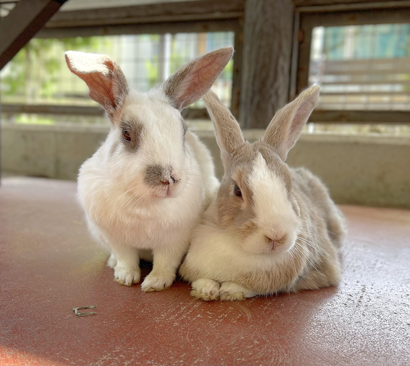 須坂市動物園のカイウサギ