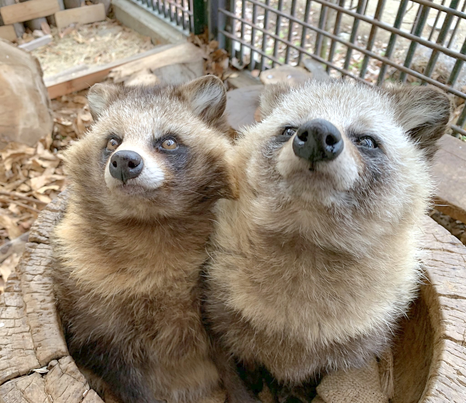 須坂動物園のホンドタヌキ