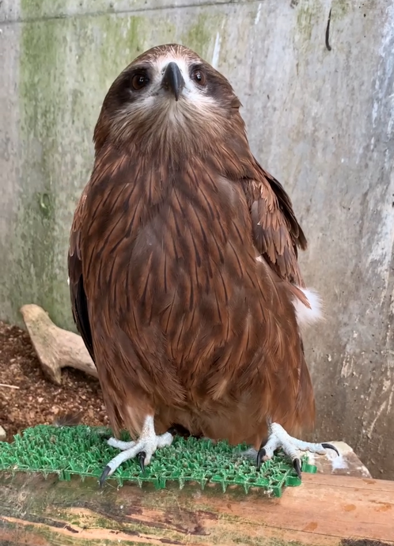 2024年度代表動物ベスト5 第1位のトビのはちべえ