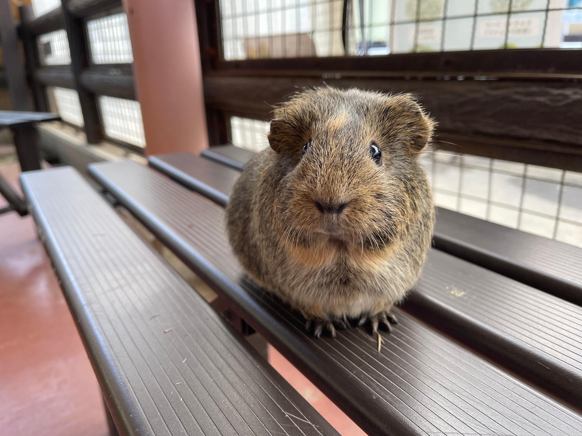 2024年度代表動物ベスト5 第2位のモルモットのもく