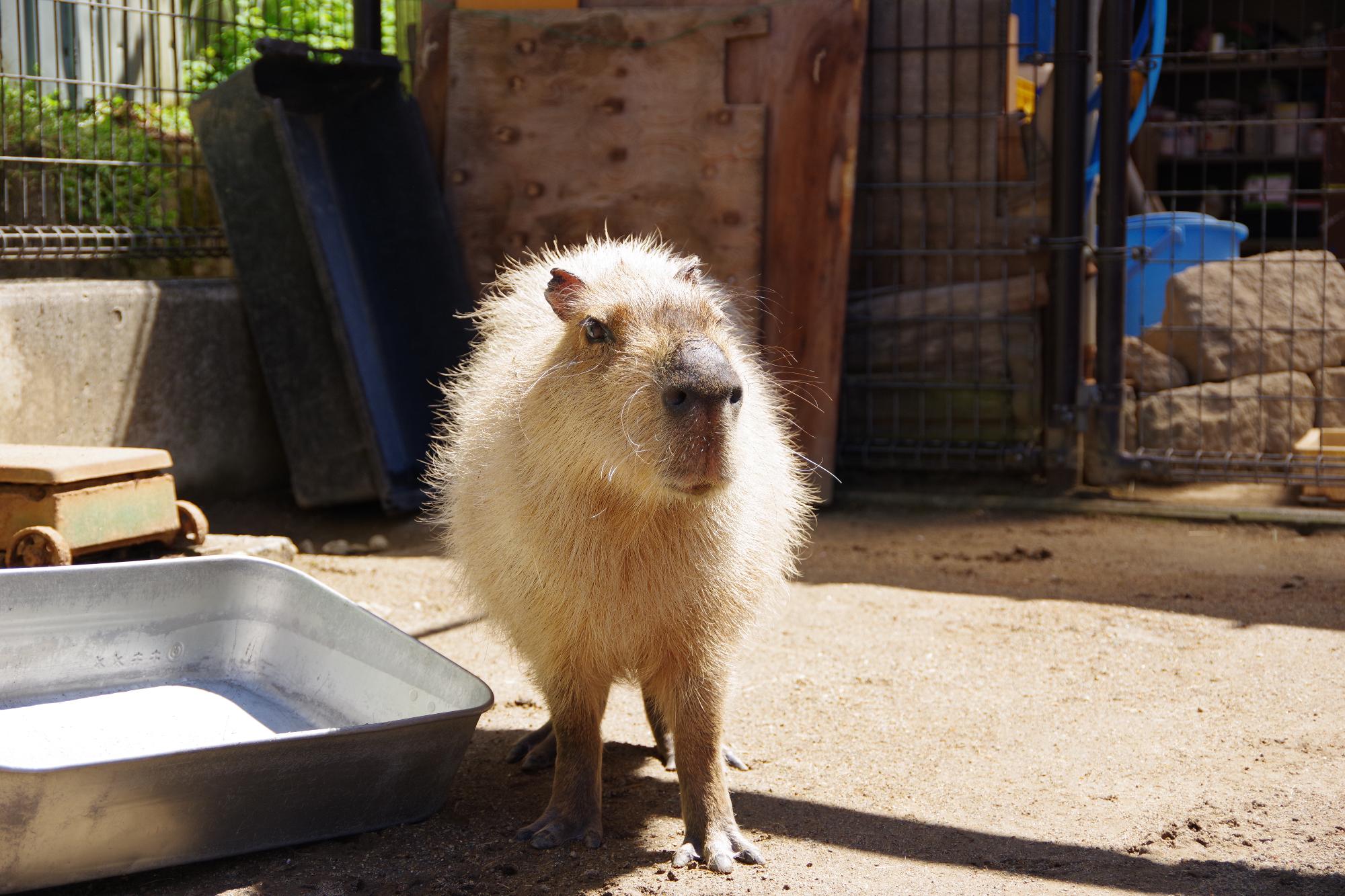2024年度代表動物ベスト5 第3位のカピバラのくろこ