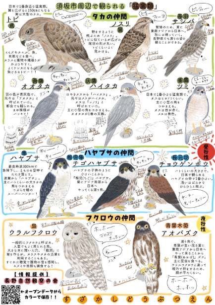 タカの仲間、ハヤブサの仲間、フクロウの仲間などのイラスト