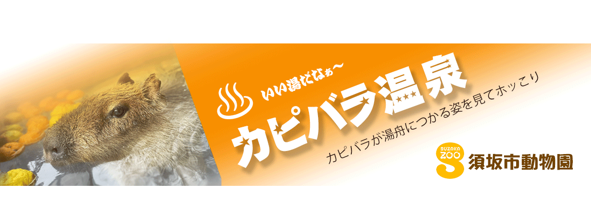 須坂市動物園冬の風物詩カピバラ温泉のバナー画像。世界最大のネズミの一種、カピバラが湯船につかる姿をご覧ください。須坂市動物園のホームページへリンクします。