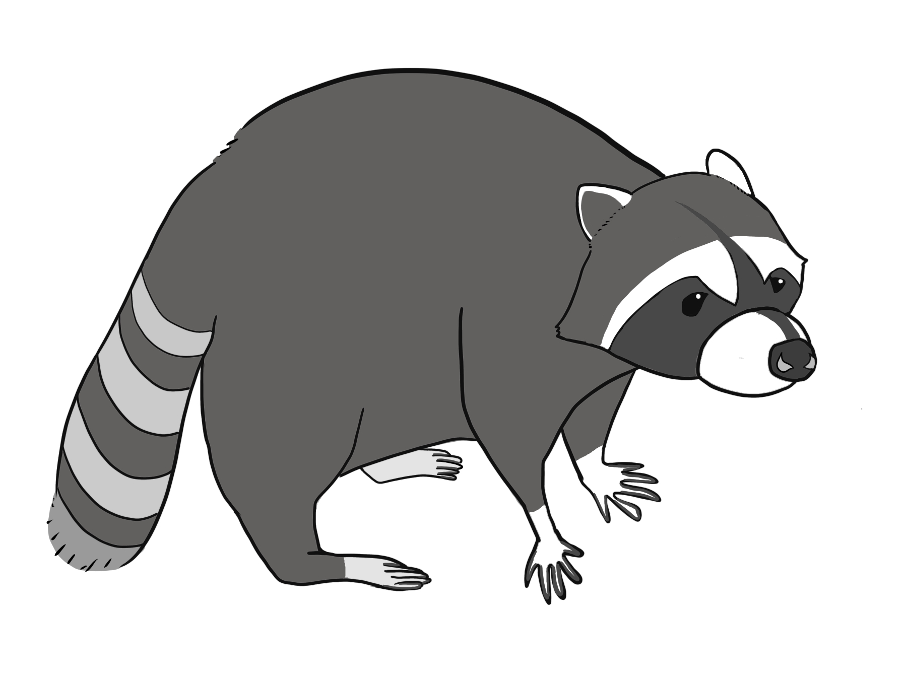 シッポをだらりと下げ、右を向き四本足で立つアライグマのカラーイラスト