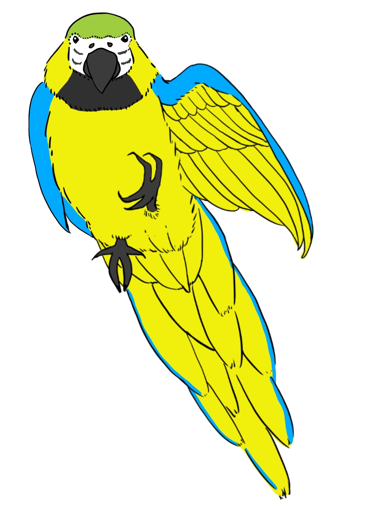 インコカラー画像