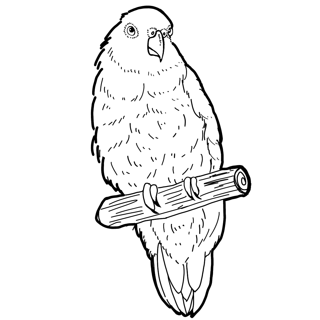 インコのシロクロイラスト