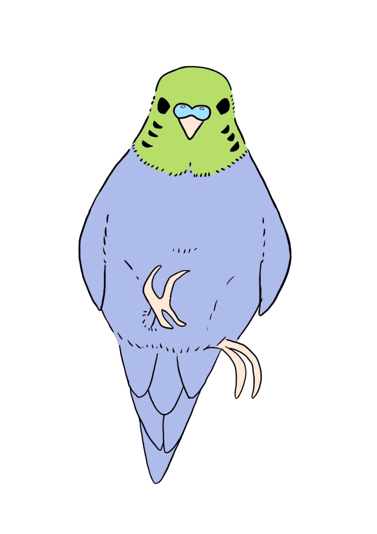 インコのカラーイラスト、右足を上げて片足で立つ