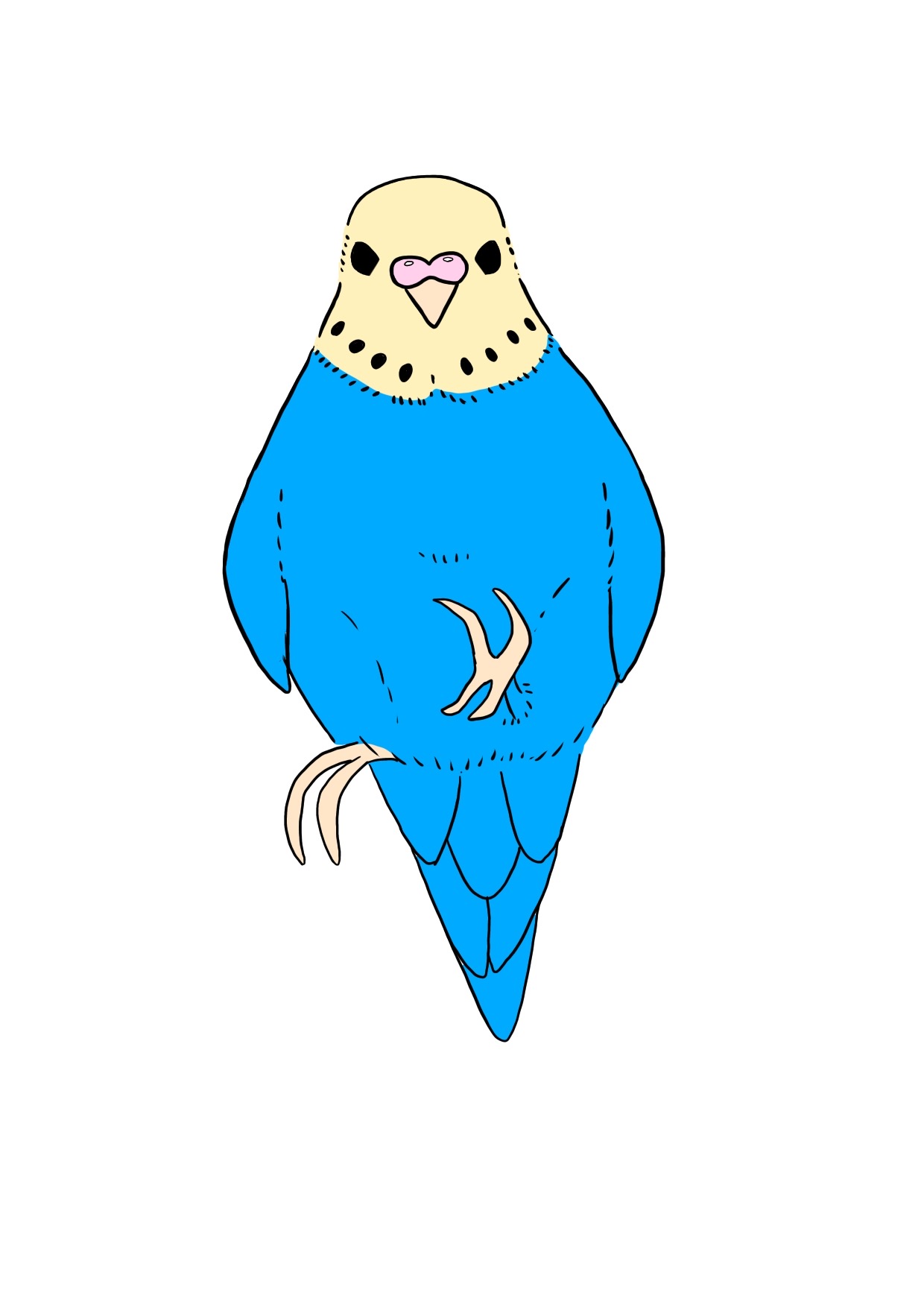 インコのカラーイラスト、左足を上げて片足で立つ姿