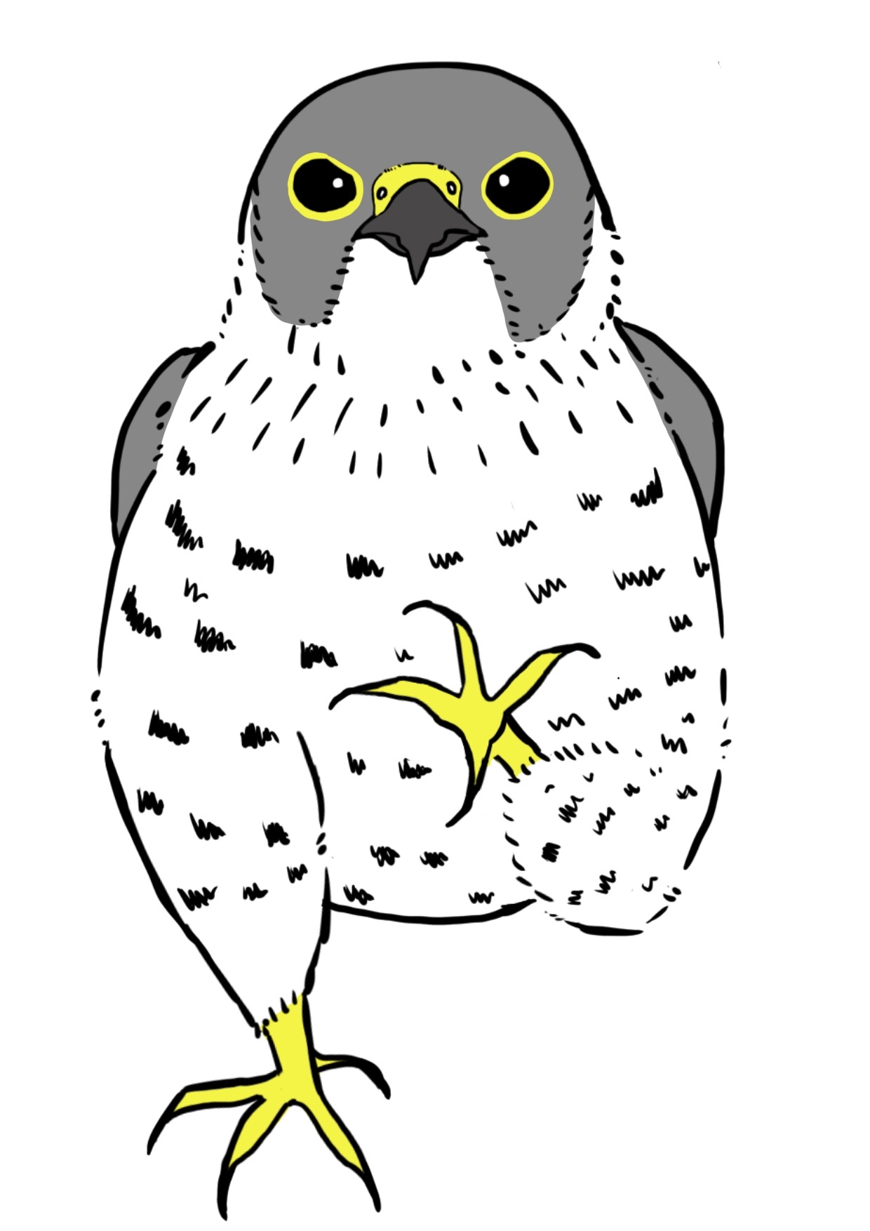 ハヤブサのカラーイラスト。左足を挙げて正面に突き出し、片足で立っている。