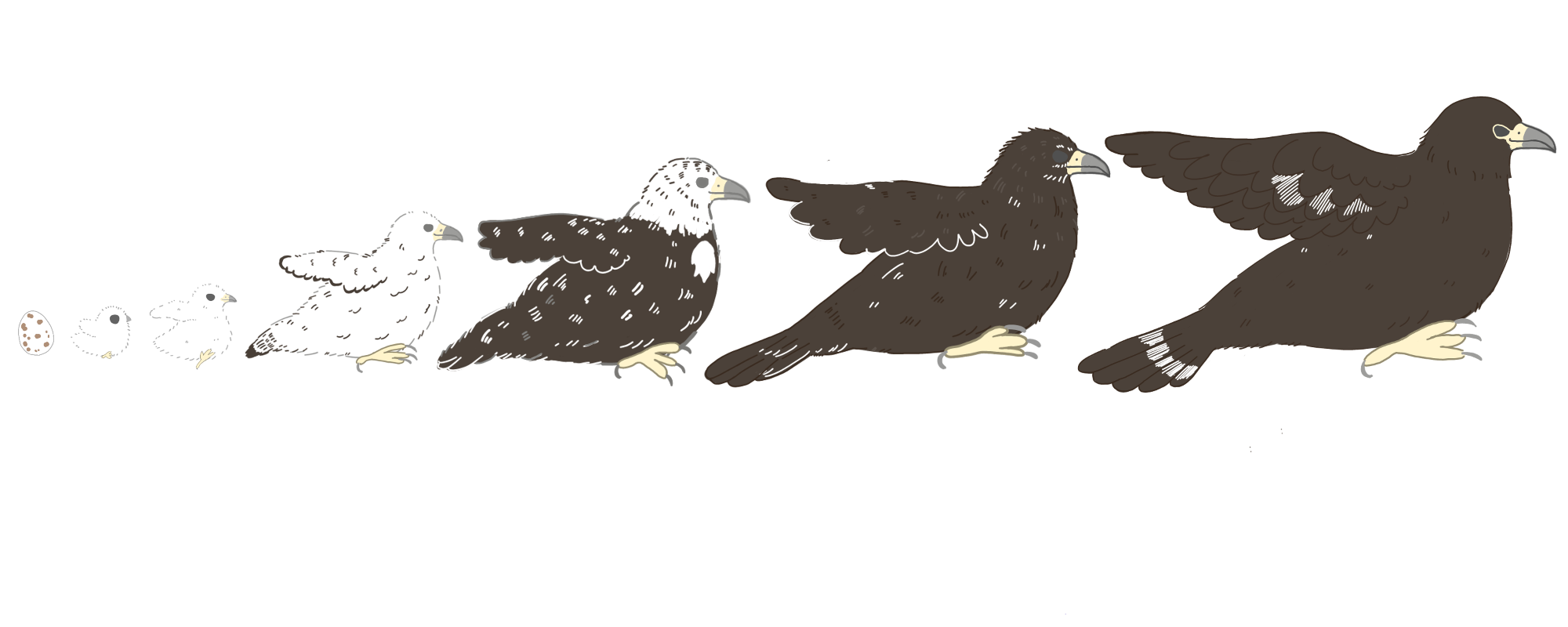 ニホンイヌワシの成長過程を左から、たまご、ひな、幼鳥、と7段階で並べたカラーイラスト
