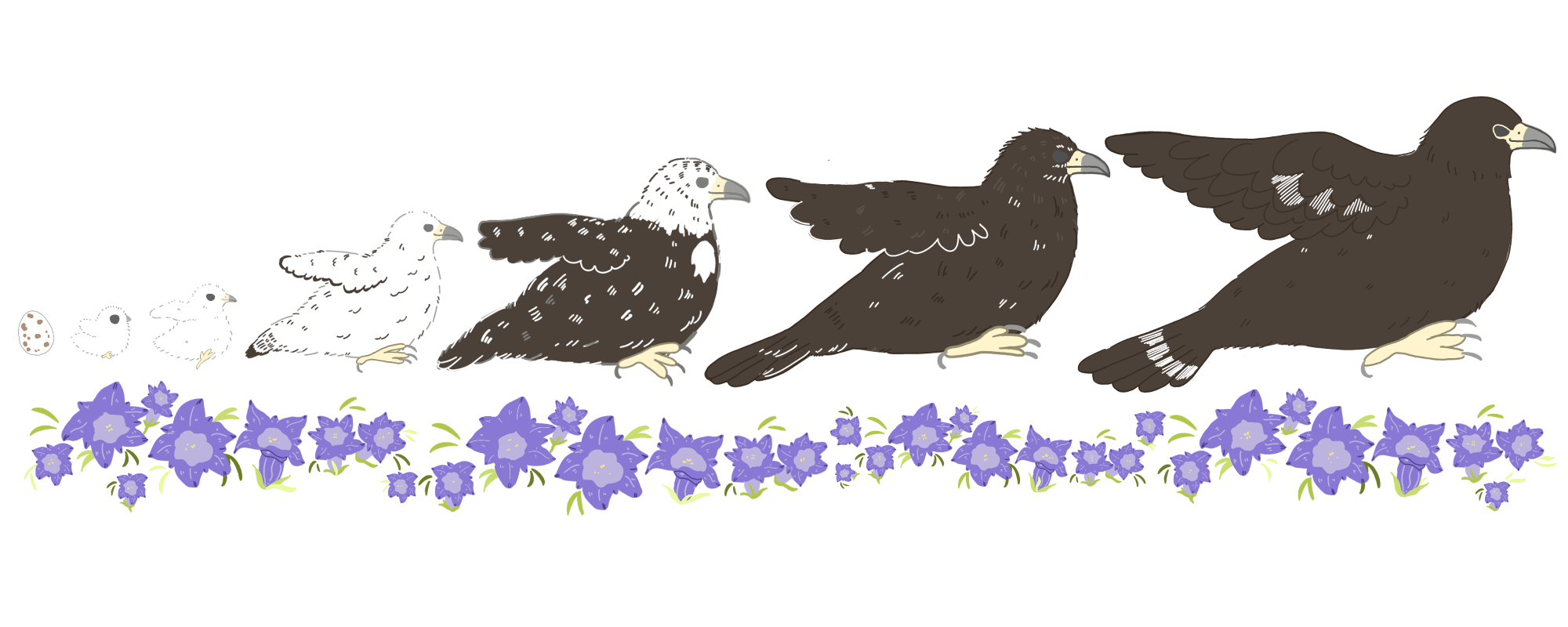 ニホンイヌワシの成長を左から、卵、ヒナ、幼鳥、と7段階に分けて掲載、下にリンドウの花があしらわれているカラーイラスト