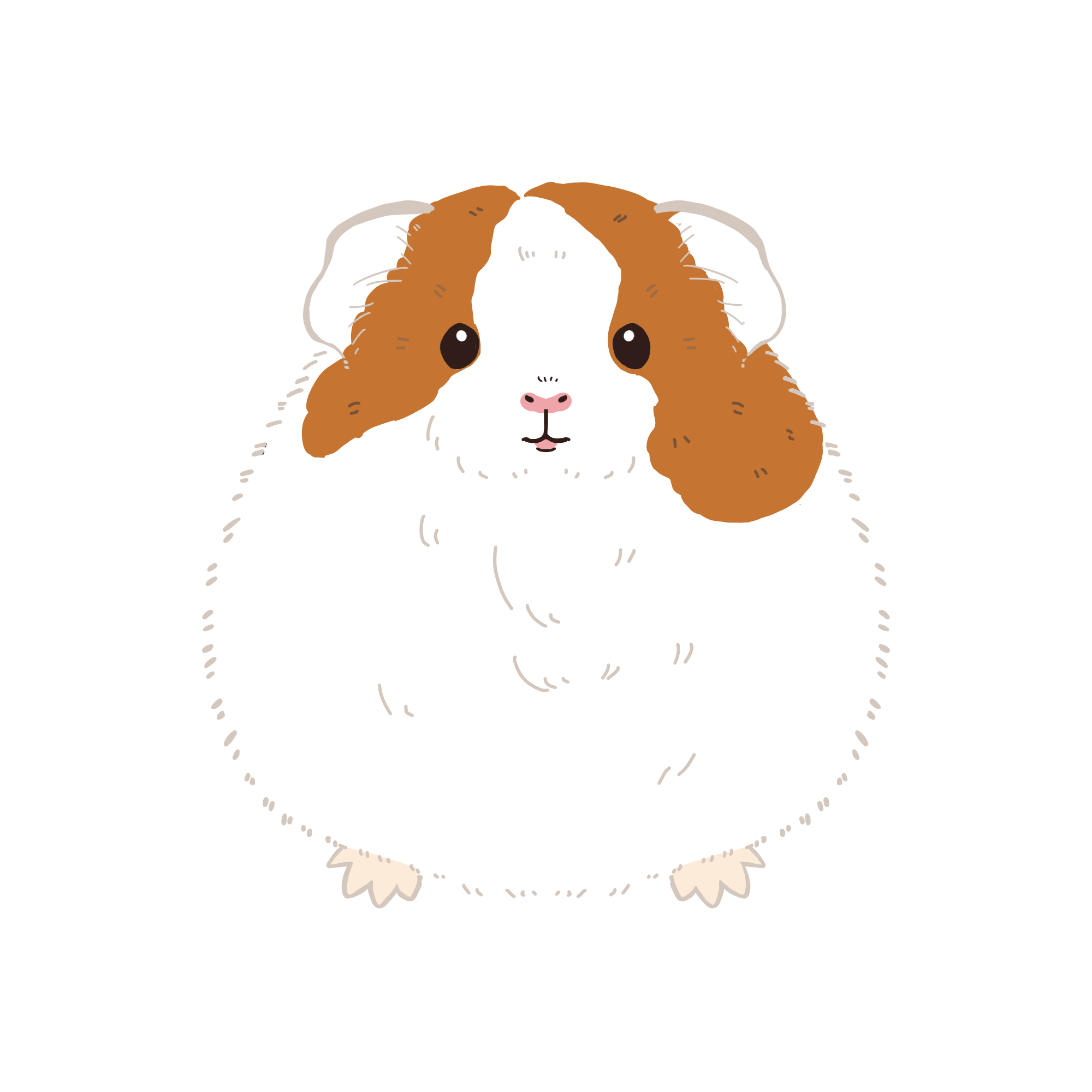 モルモットのイラスト（カラー）