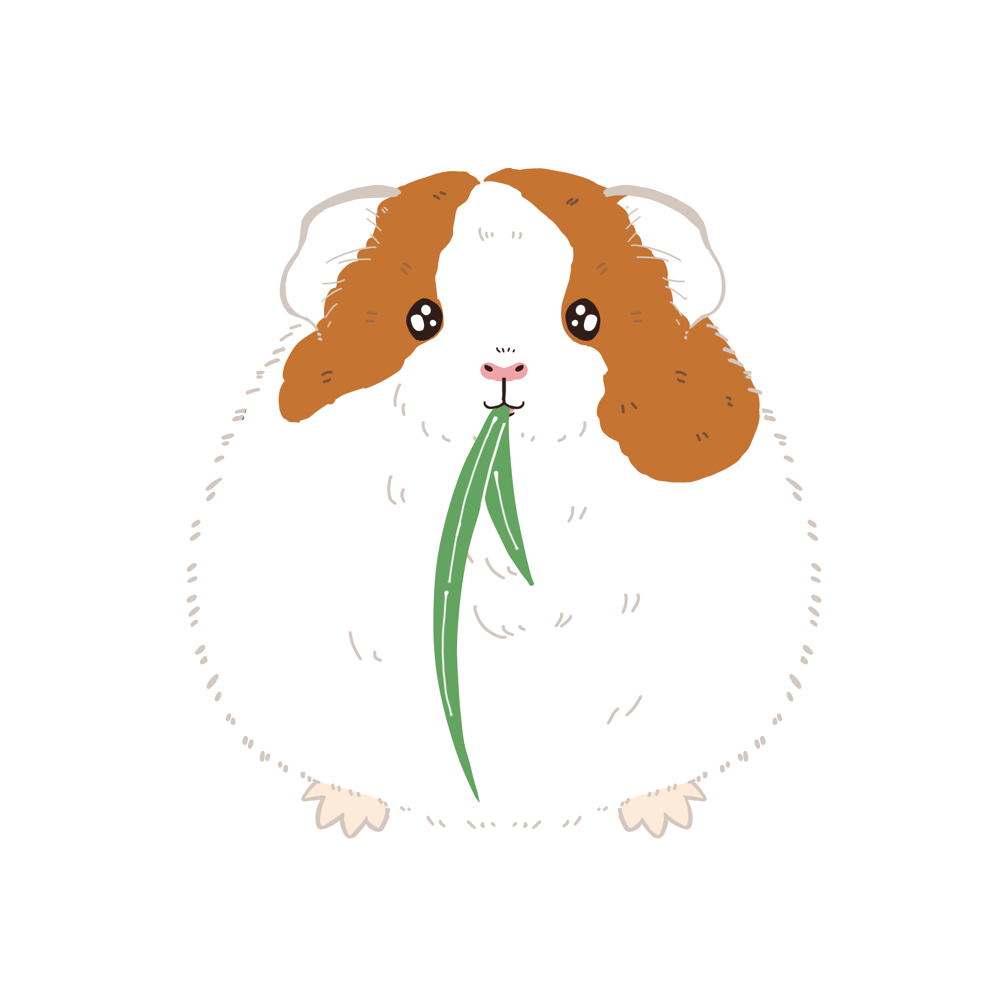 モルモットのイラスト（カラー）