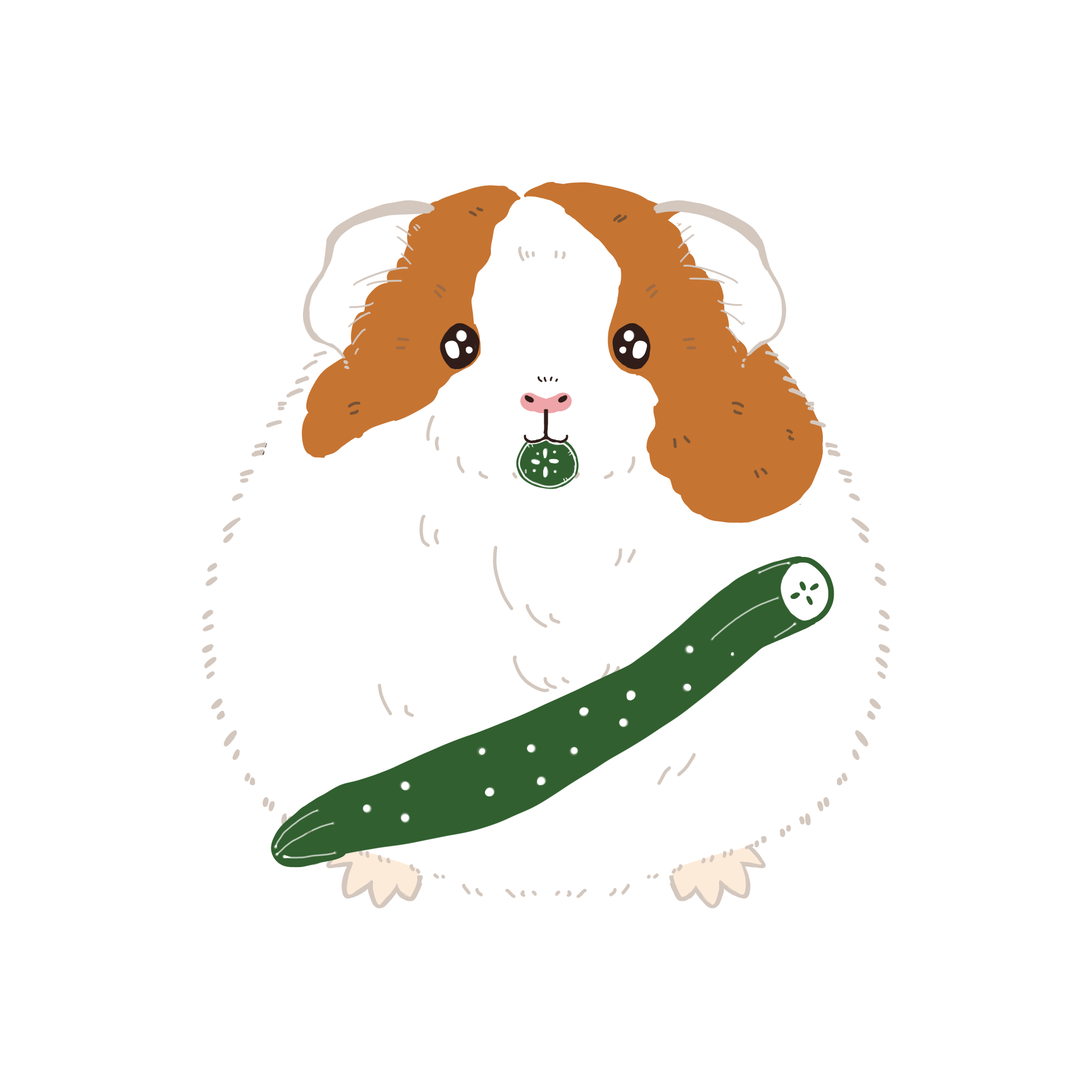 モルモットのイラスト（カラー）