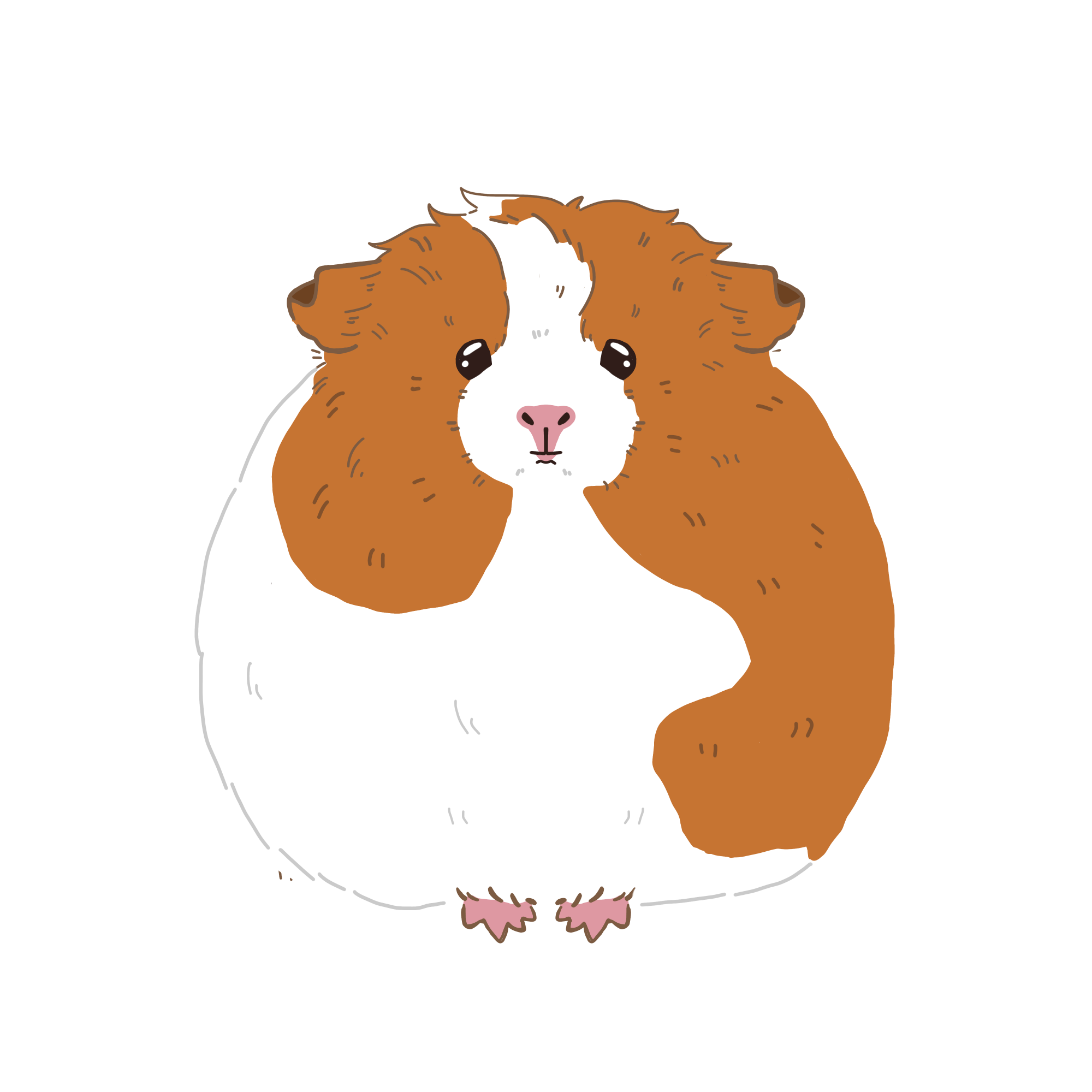 モルモットのカボチャのイラスト（カラー）