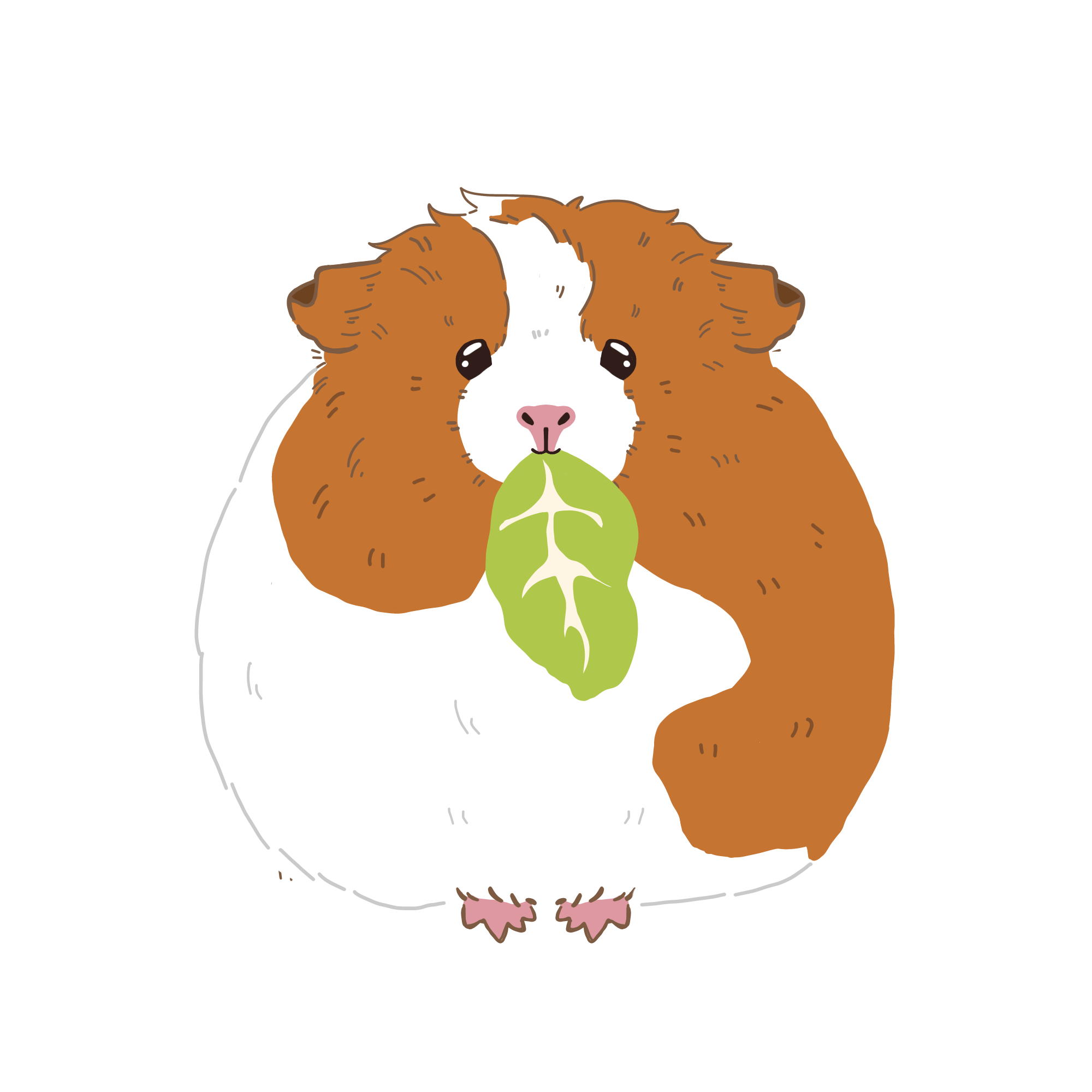 モルモットのカボチャのイラスト（カラー）