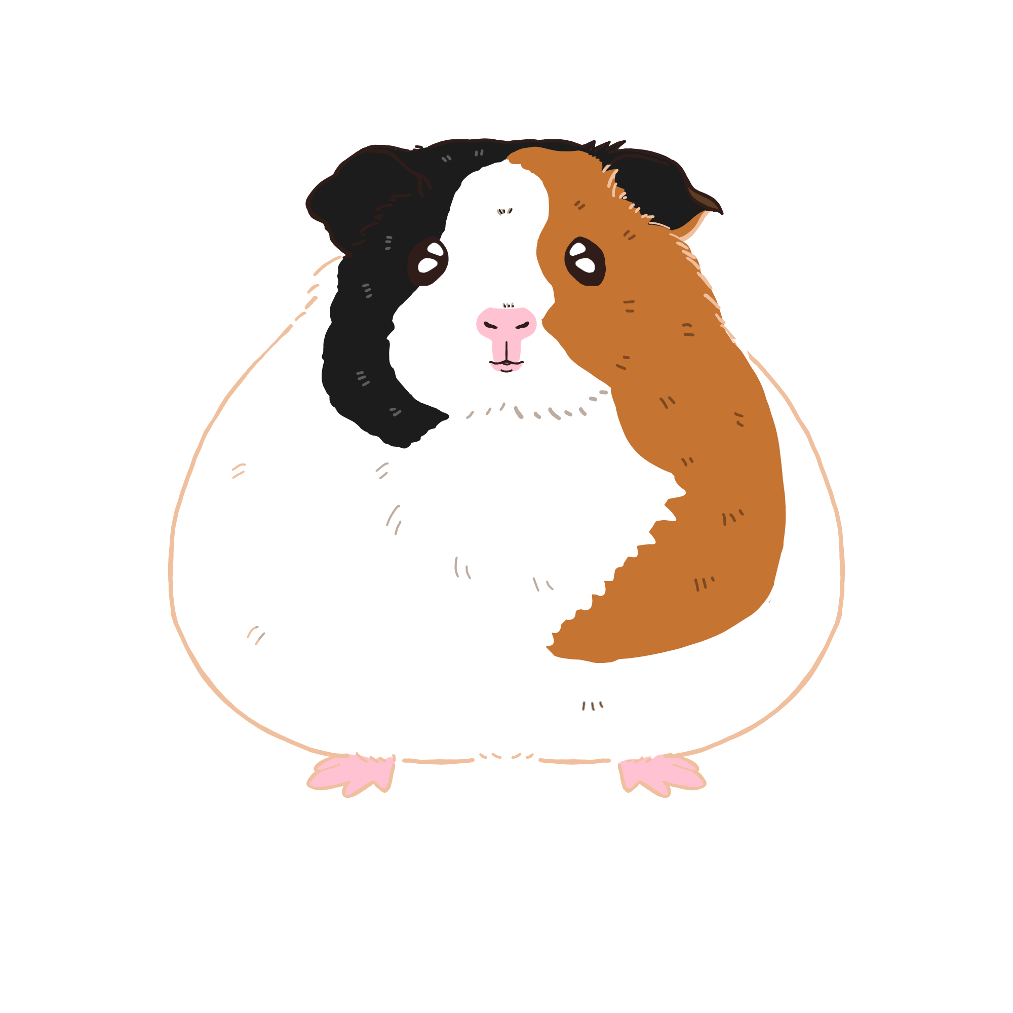モルモットのきくらげのカラーイラスト