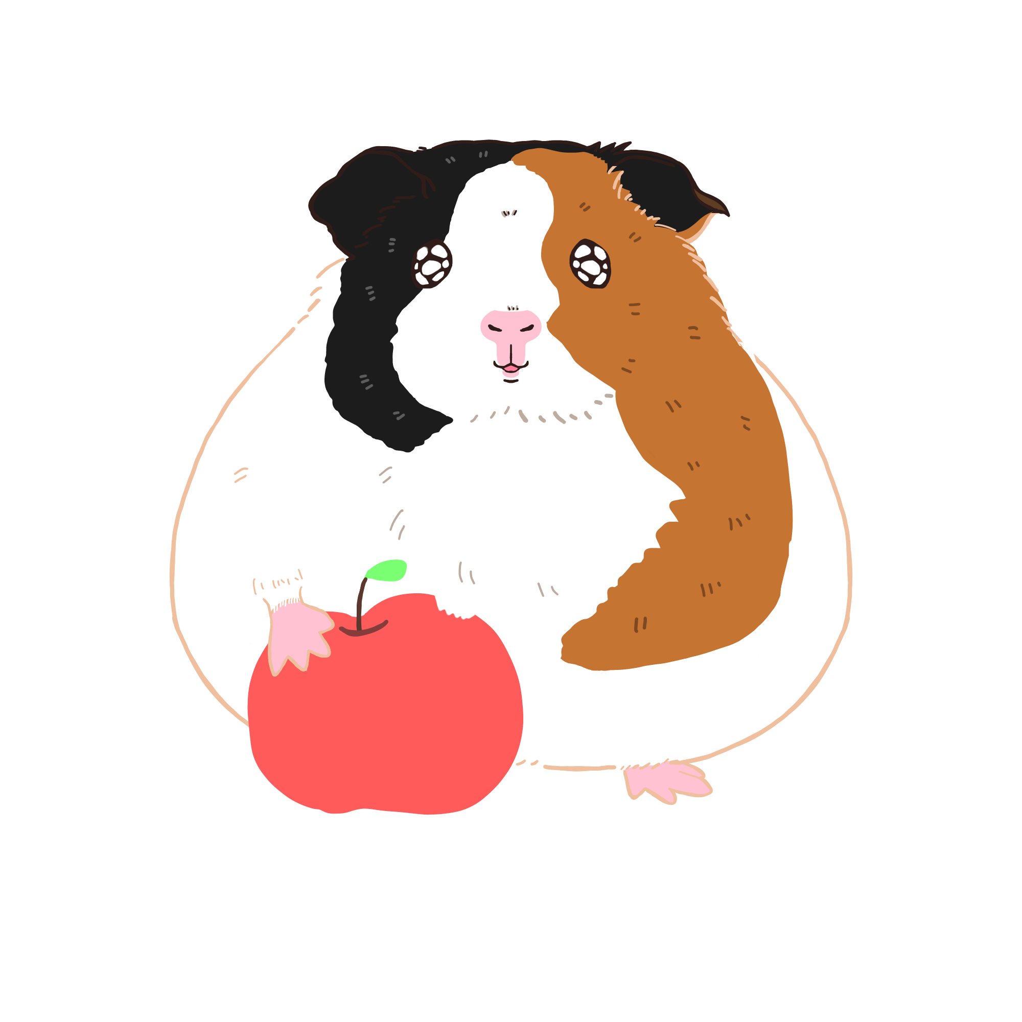 モルモットのカラーイラスト
