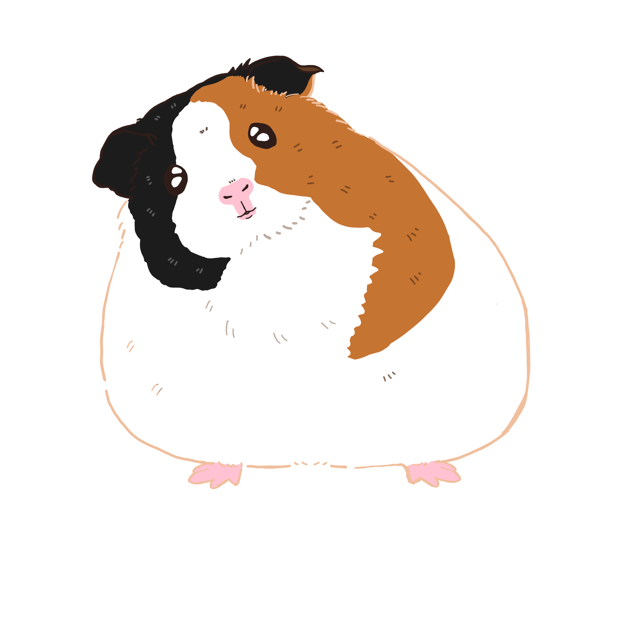 モルモットのイラストカラー