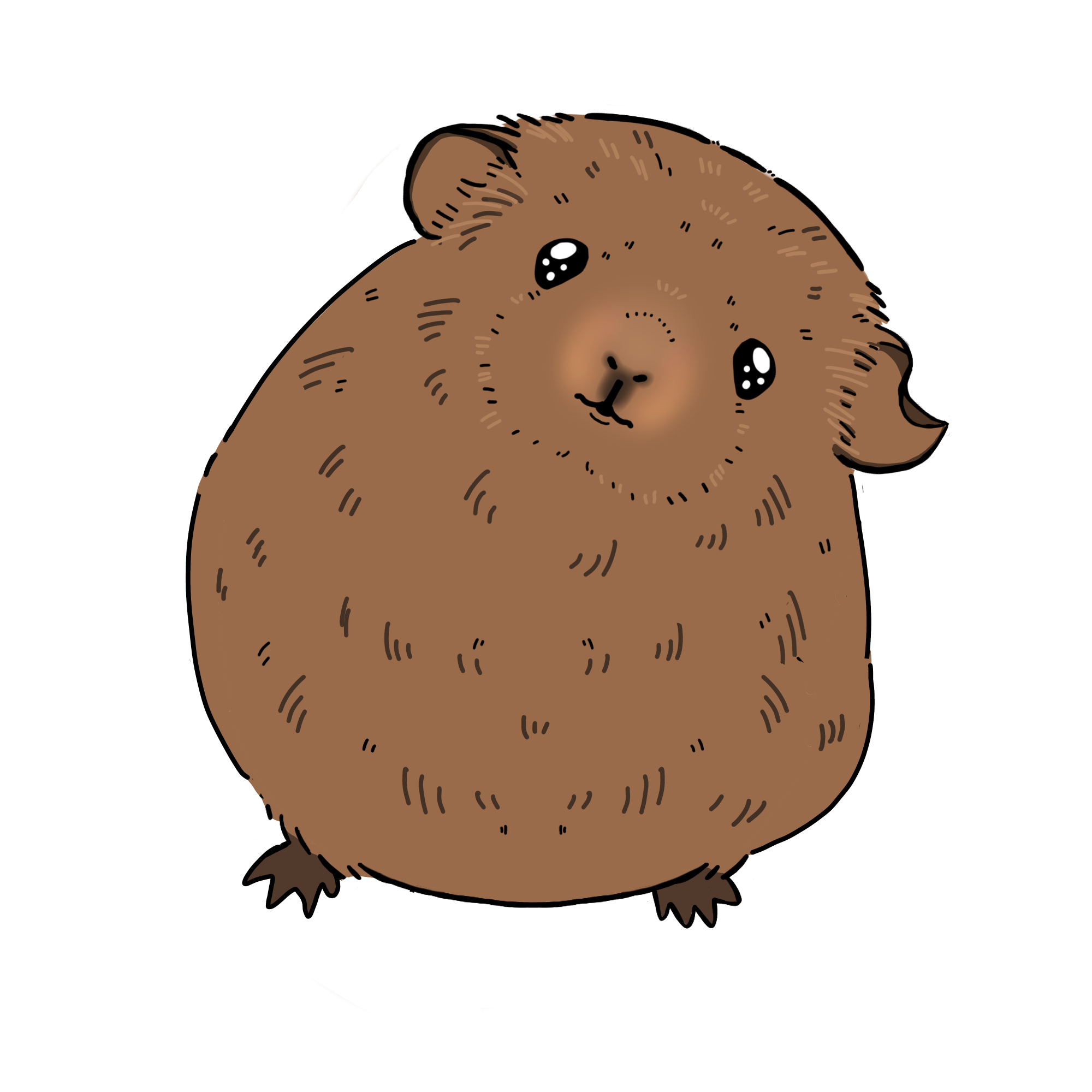 モルモットのキャラメルのカラーイラスト