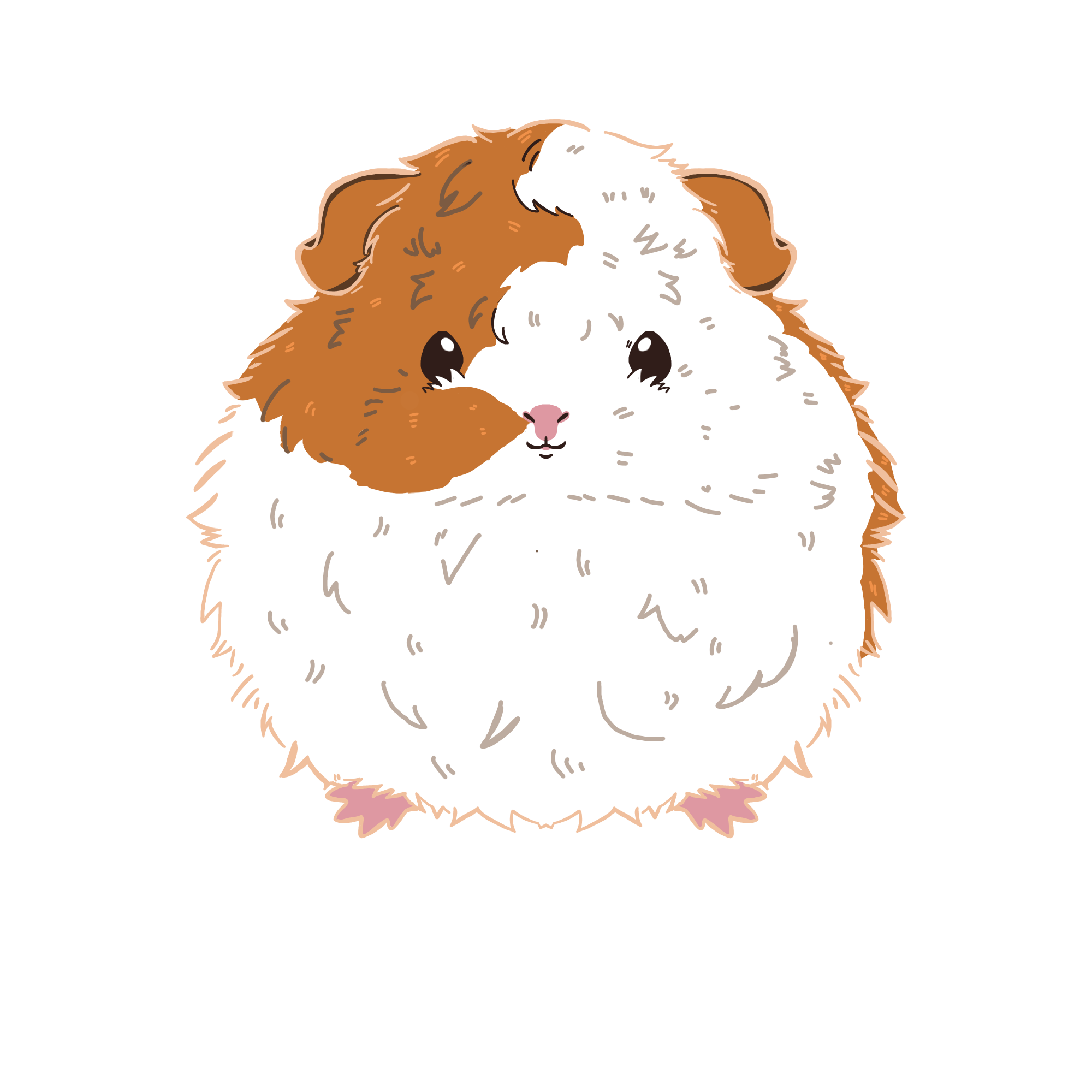 モルモットのジャックのカラーイラスト