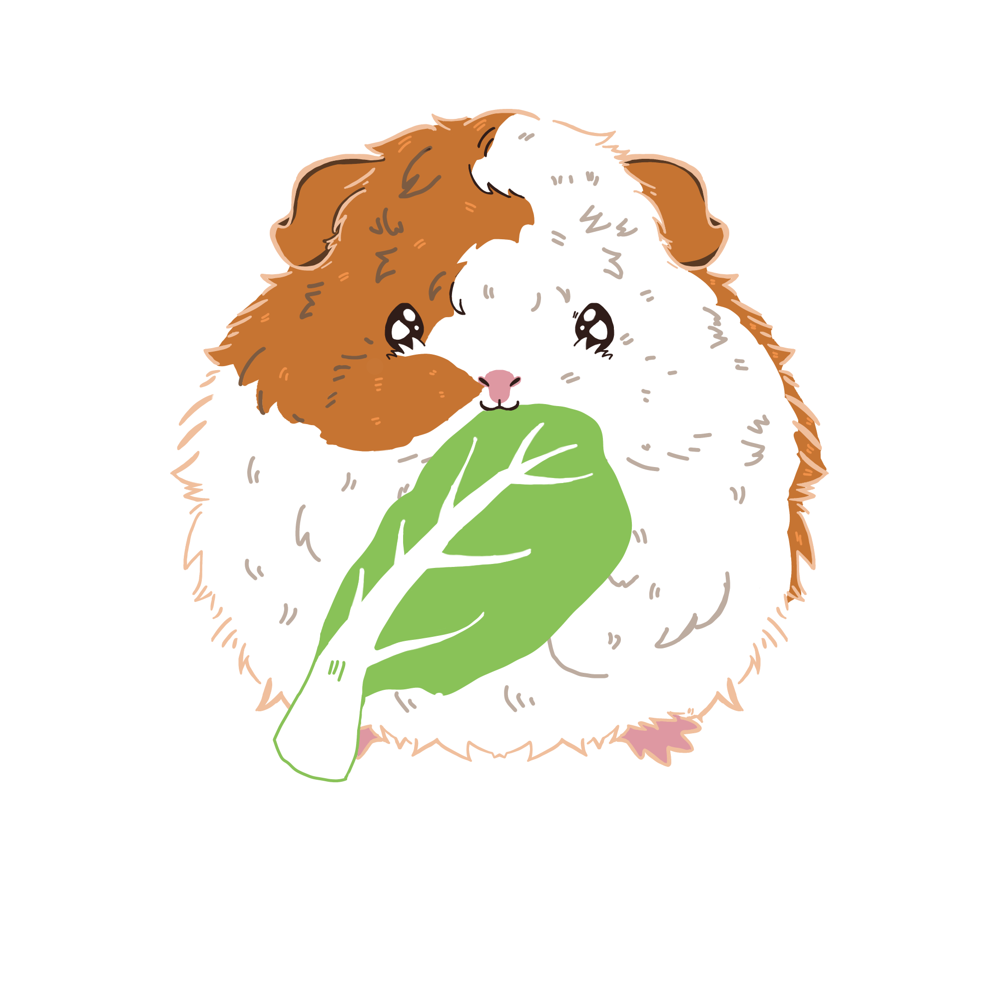 モルモットのジャックのカラーイラスト