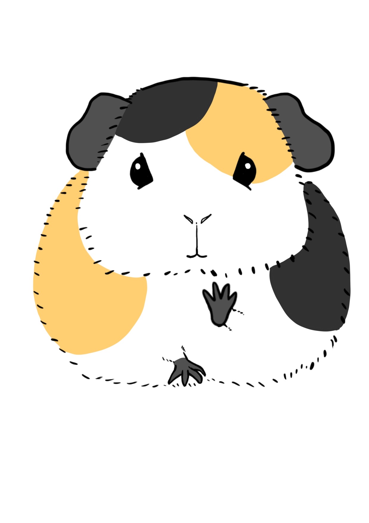 モルモットのカラーイラスト