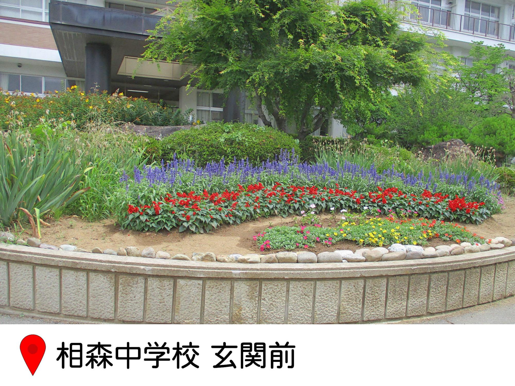 おおもり中学校正門前の花壇の写真。紫の花、赤いサルビアなどが綺麗に列に植えられている。