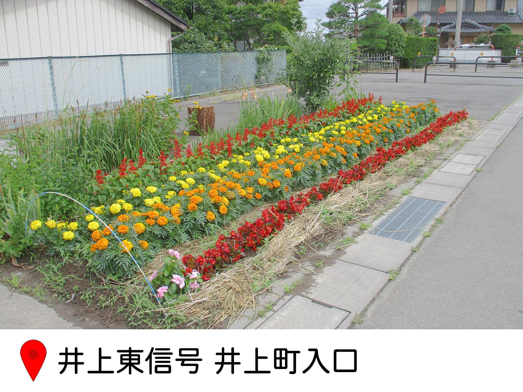 井上東信号の井上町入口にある花壇の写真。サルビア、マリーゴールドなどが植えられている