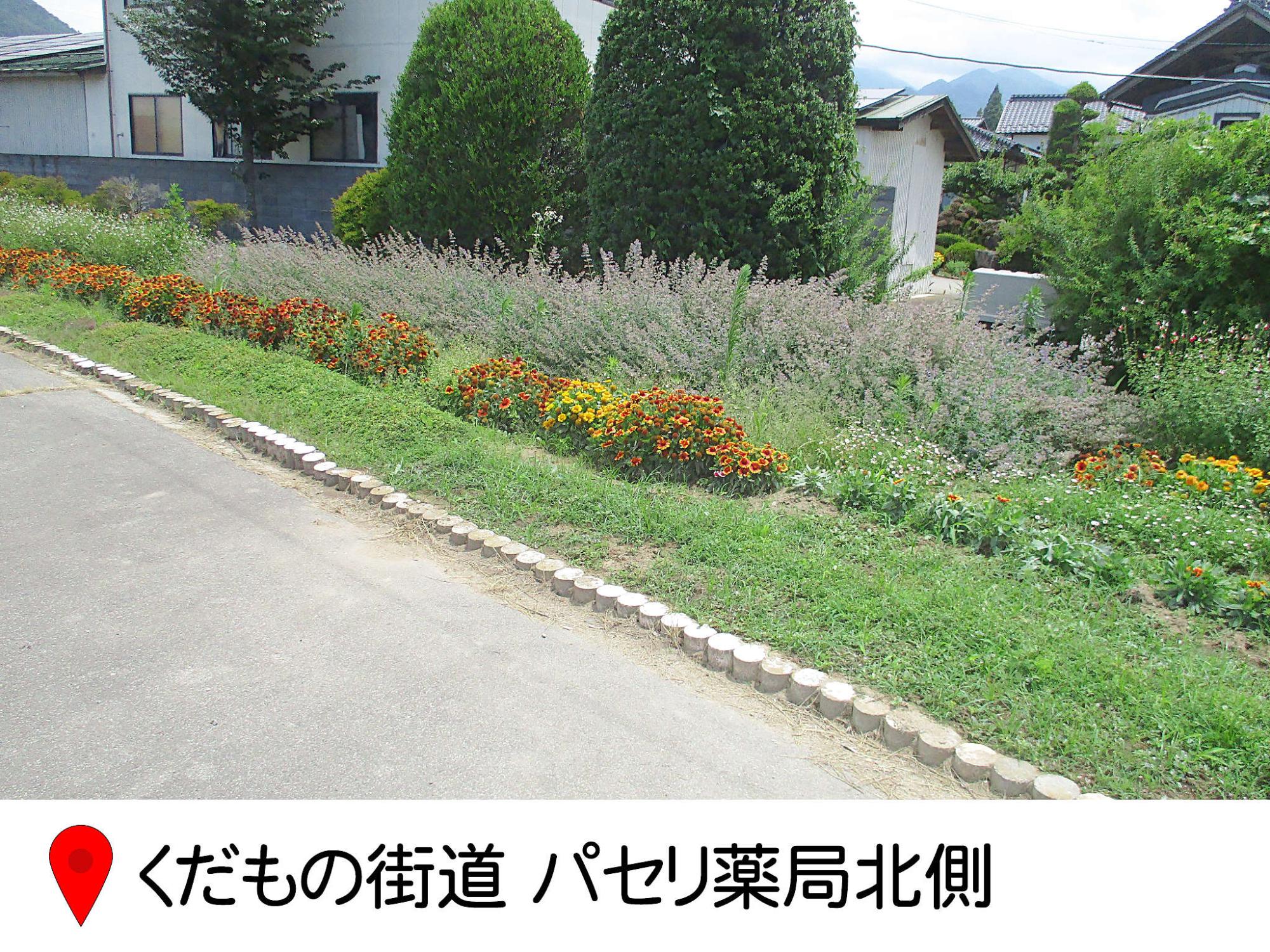 くだもの街道のパセリ薬局北側にある花壇の写真。細長い花壇にラベンダーなどが植えられている