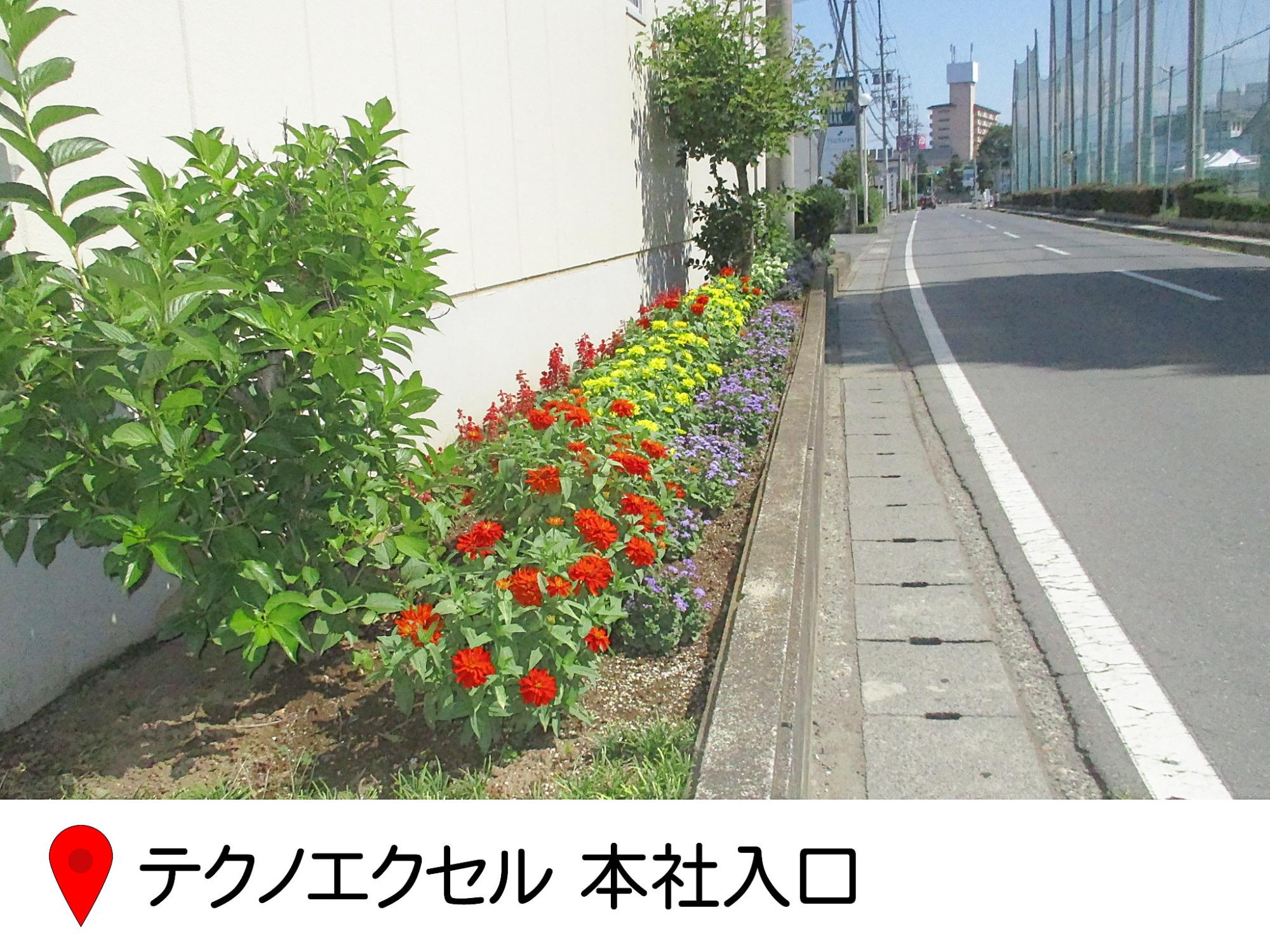 テクノエクセルの建物と道路の間の細長い花壇の写真。マリーゴールドがたくさん植えられている