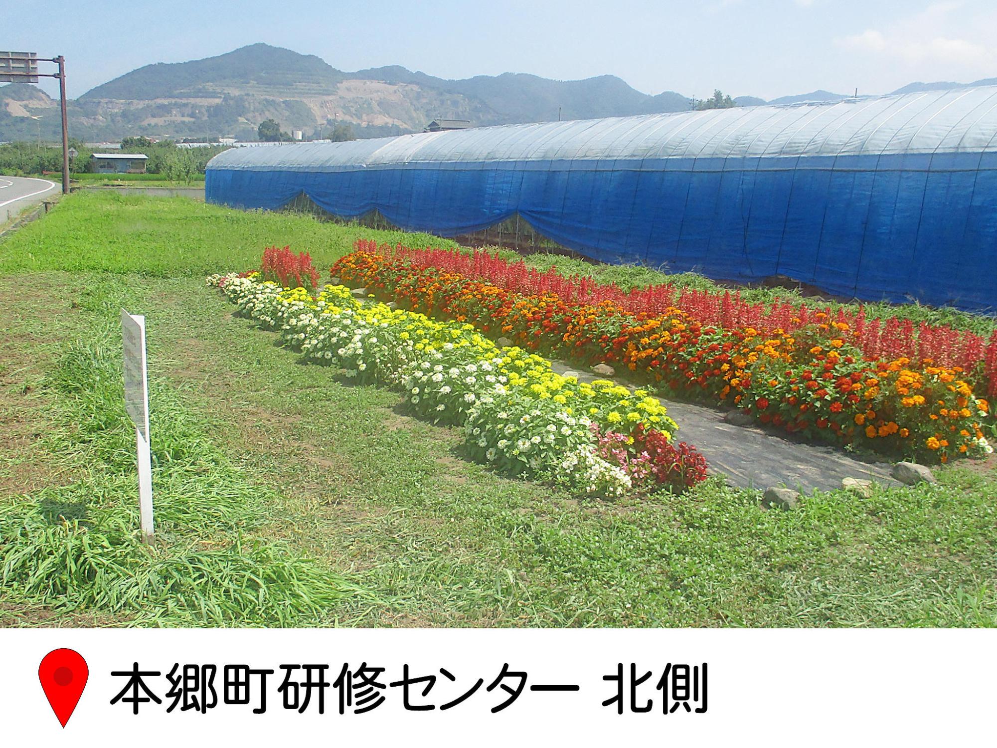 ほんごう町研修センター北側にある花壇の写真。