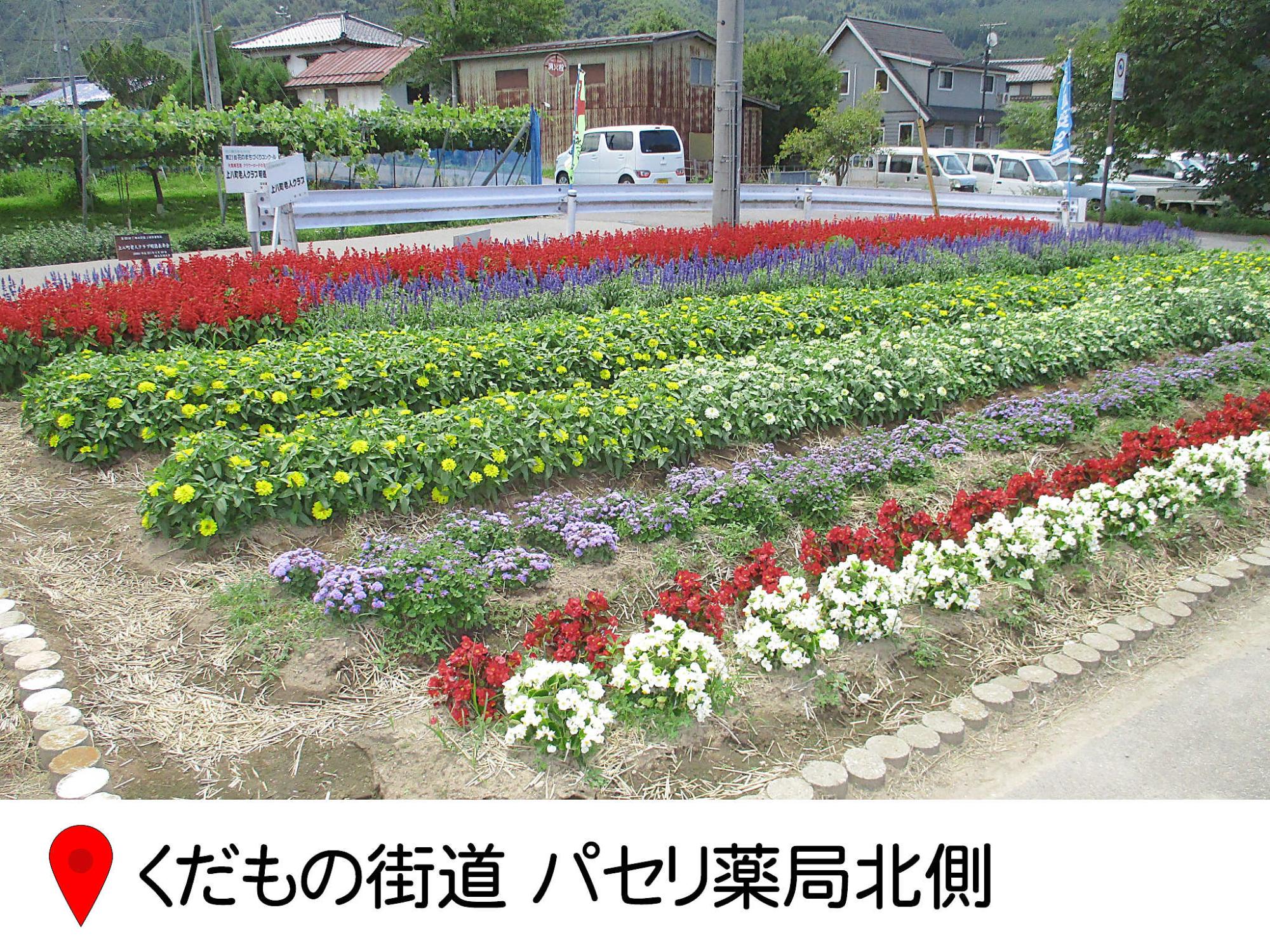 くだもの街道のパセリ薬局北側の花壇の写真。ちょっとした畑くらいの大きさの花壇、きれいに畝が作られ、種類ごとに花が植えられている。