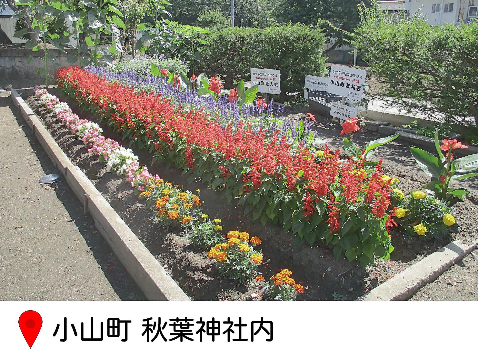 小山町の秋葉神社の境内にある花壇の写真。サルビアを中心に植えられている。