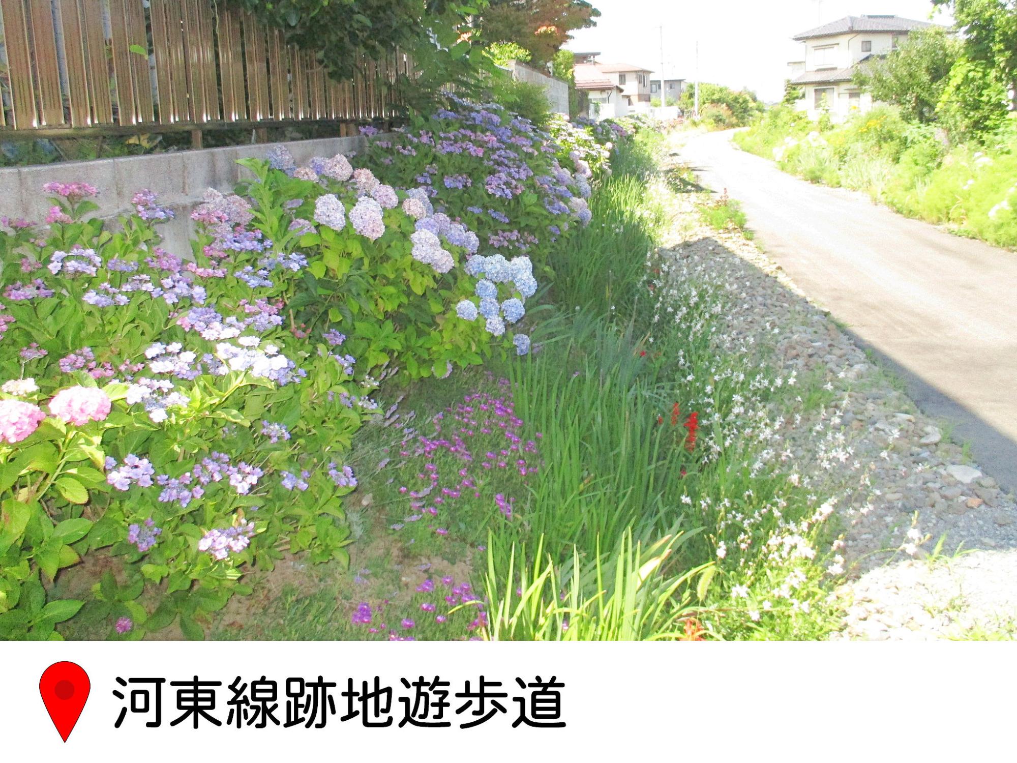 長野電鉄のかとうせんの跡地に作られた遊歩道わきに植えられたアジアイたち。満開に花をつけている。