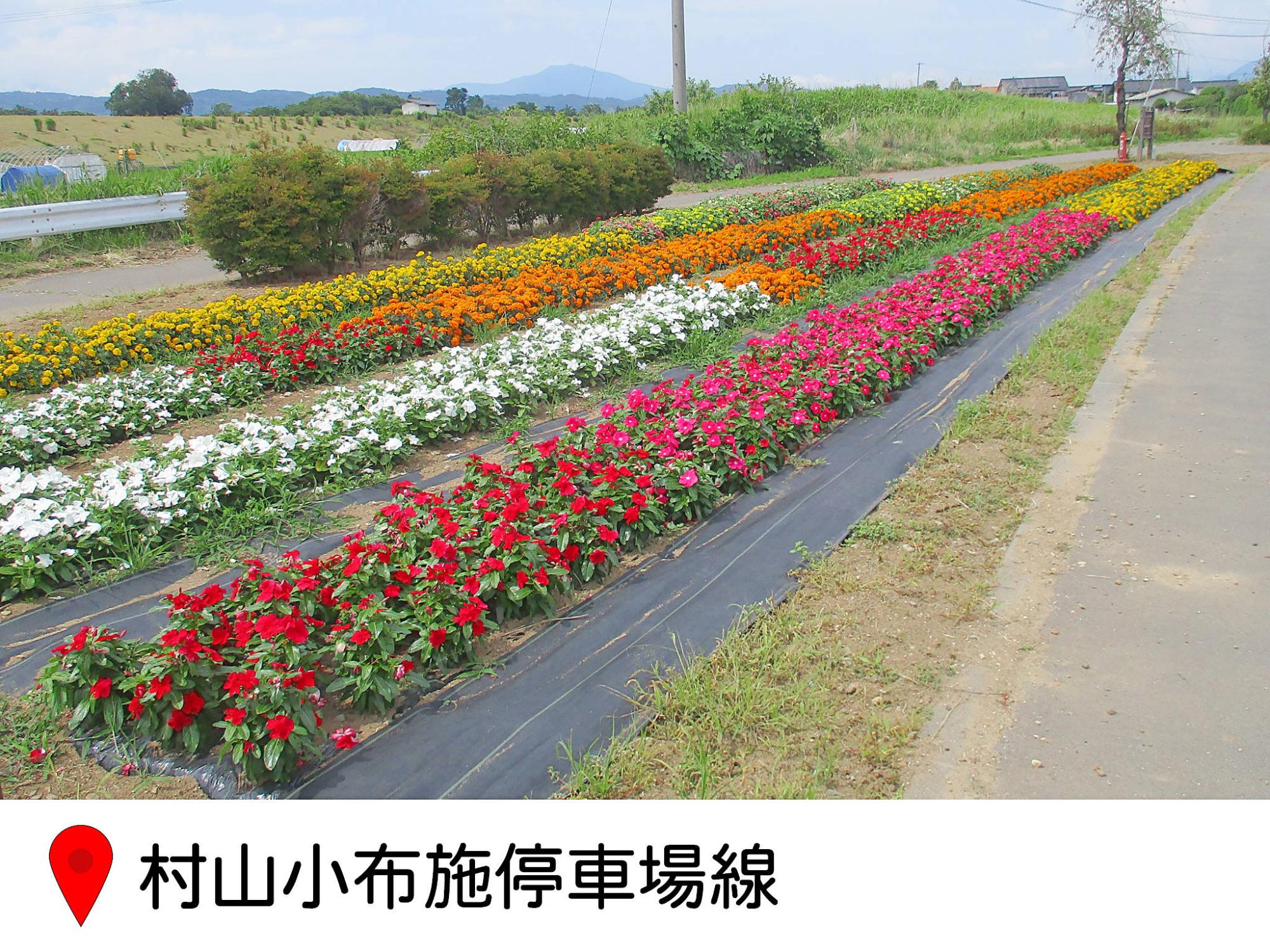 県道、村山、小布施、停車場線の道路に沿った細長い花壇の写真。