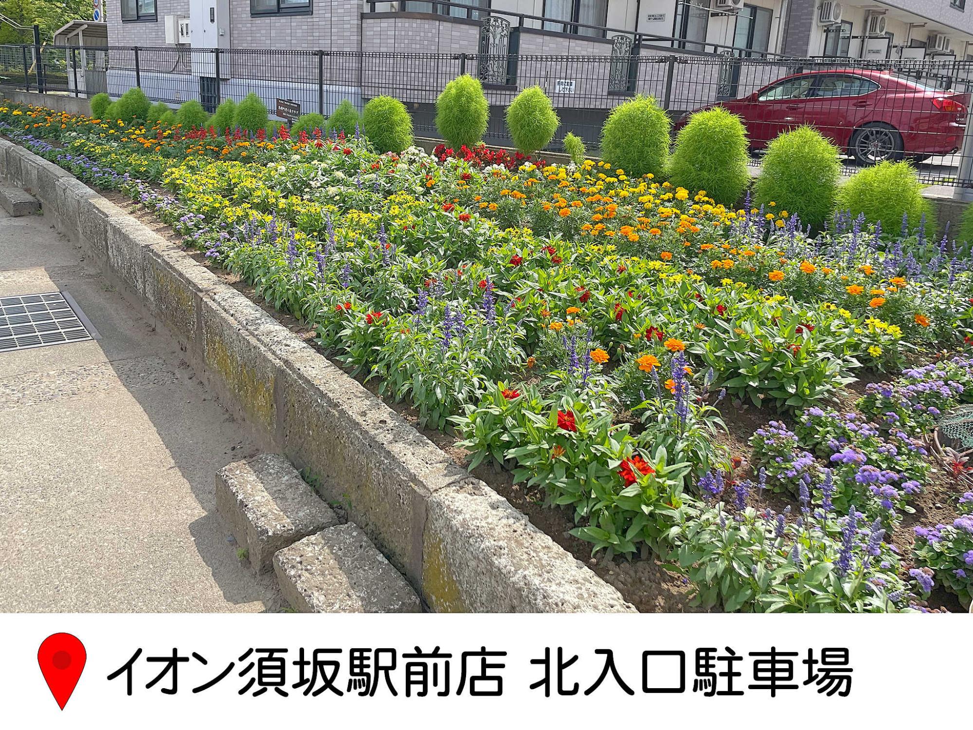 イオン須坂駅前店の北側駐車場の入り口横の花壇の写真。