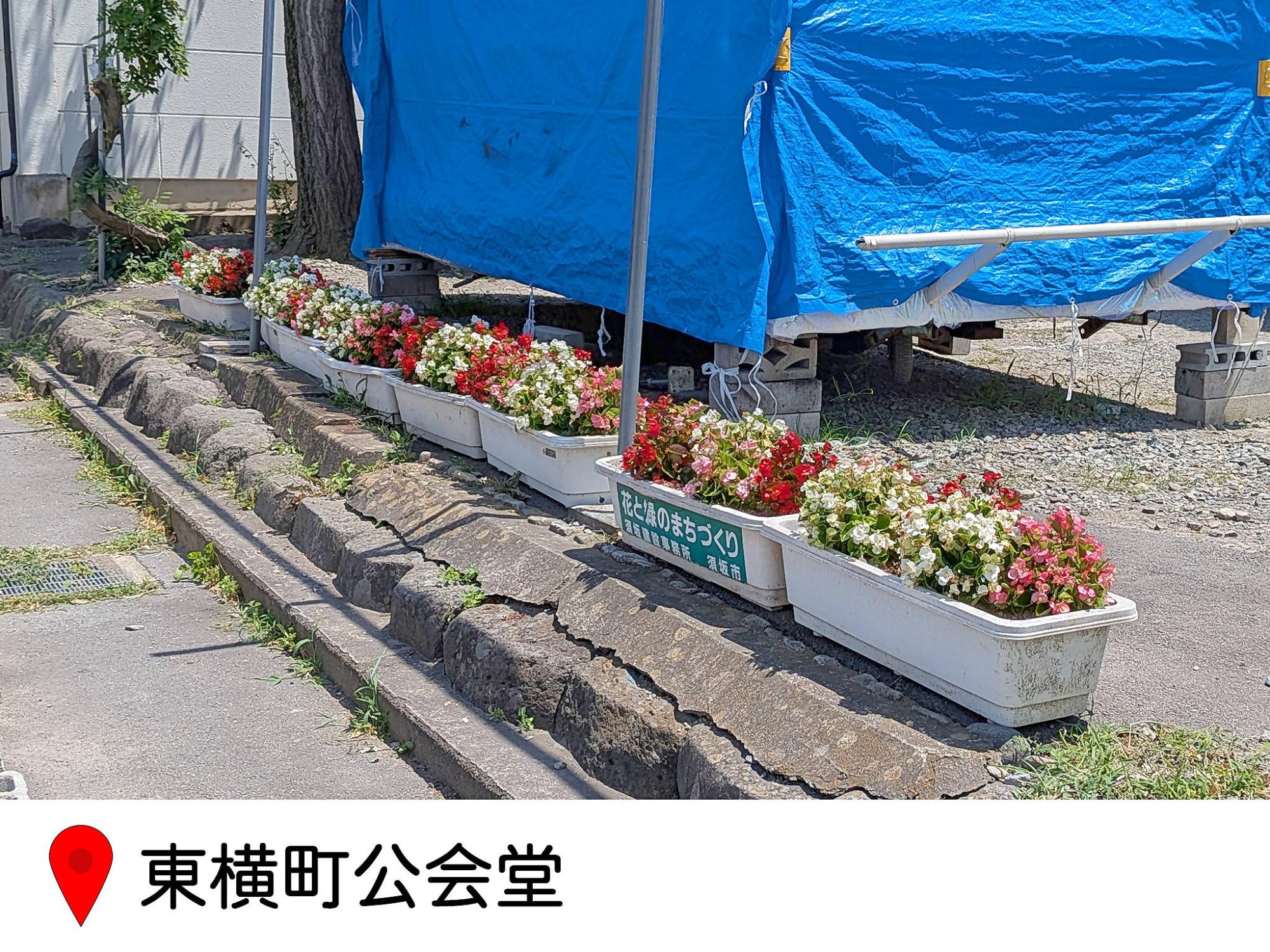 東横町公会堂内に並ぶプランター花壇の写真