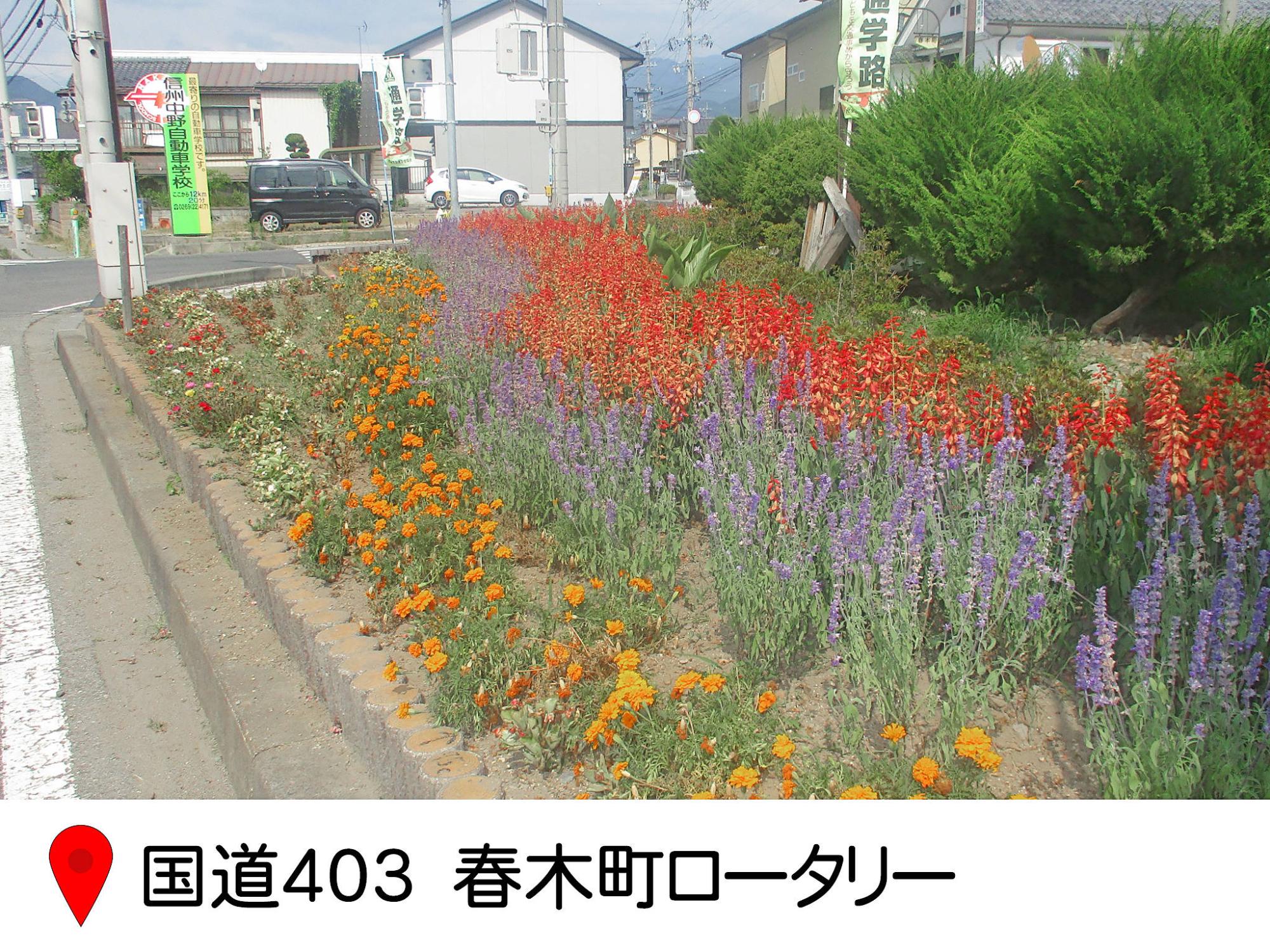 国道403、春木町交差点のロータリー花壇の写真