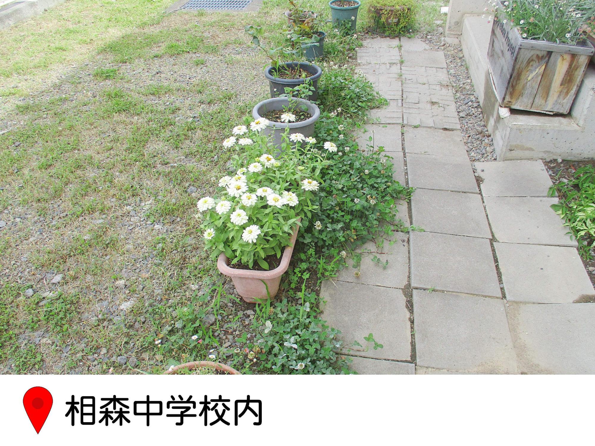 おおもり中学校敷地内のフレンドリールーム入り口に置かれたプランター花壇の写真