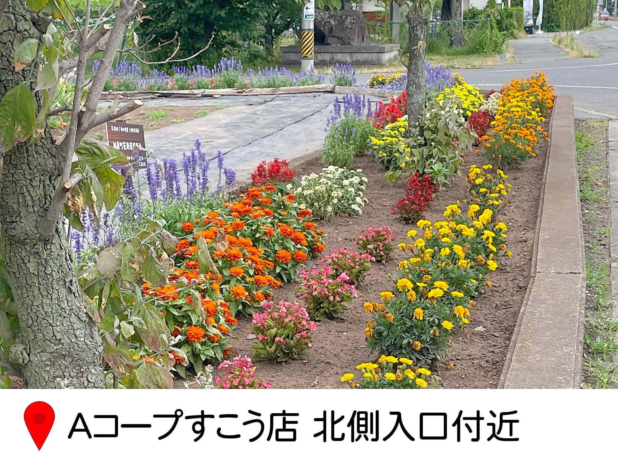 国道403、あぐりす横の道路わきの花壇の写真