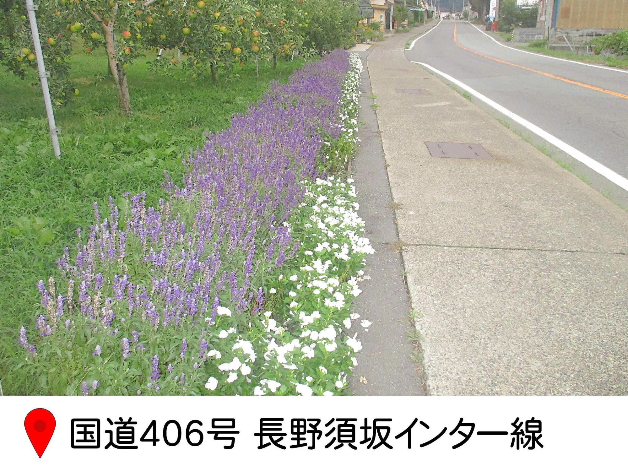 国道406号の長野須坂インター線の道路に沿って、紫の花が植えられている写真